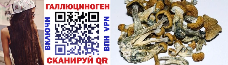 цена   Бородино  Галлюциногенные грибы GOLDEN TEACHER 